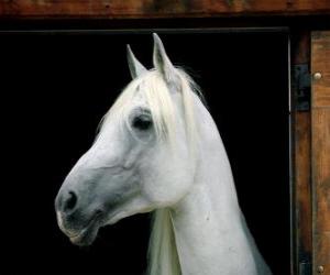 yapboz Beyaz at başı